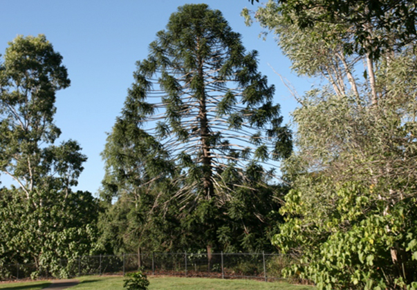 Bunya-Pine-feature