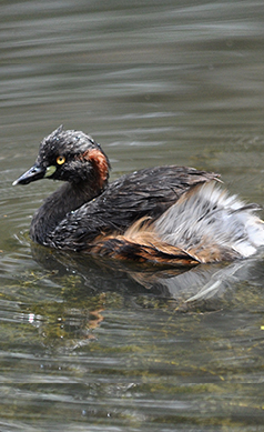 Australiasian-Grebe