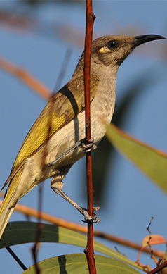 Brown-Honeyeater