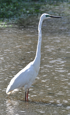 Great=Egret