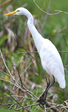 Intermediate-egret