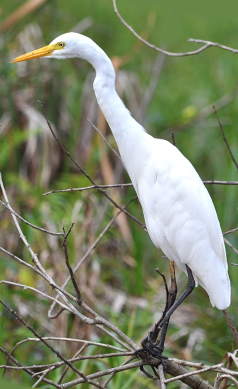 Intermediate-Egret