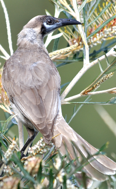 Little-Friarbird