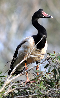 Magpie-goose