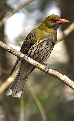 Olive-backed-oriole