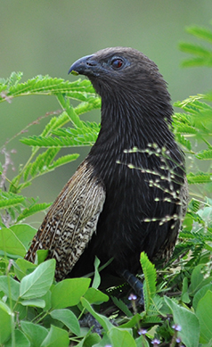 Pheasant-coucal