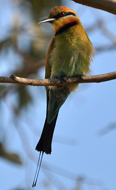 Rainbow-bee-eater