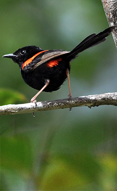 Red-backed-fairy-wren