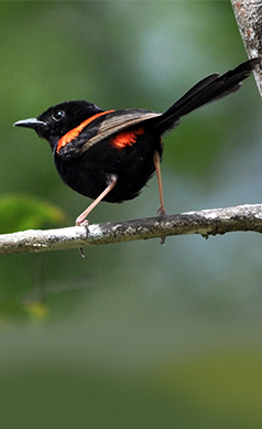 Red-backed-fairy-wren