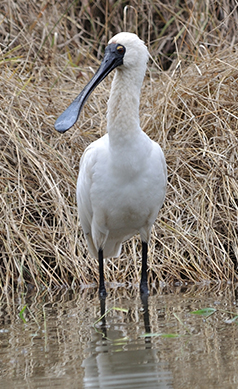 Royal-spoonbill