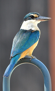 Sacred-kingfisher