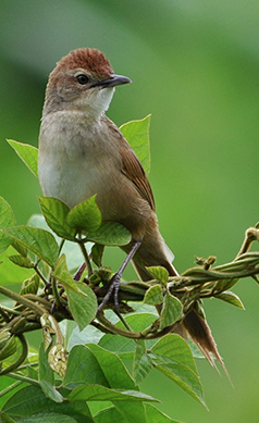 Tawny-grassbird