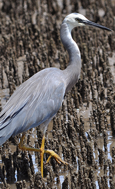 White-faced-heron