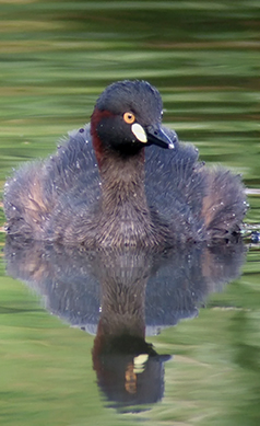 Australasian-grebe