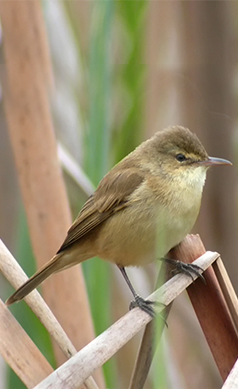 Australian-Reed-Warbler