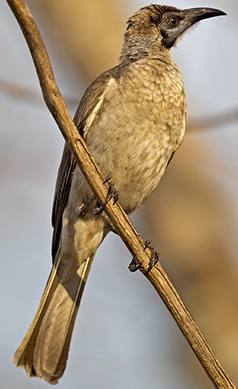 Little-friarbird