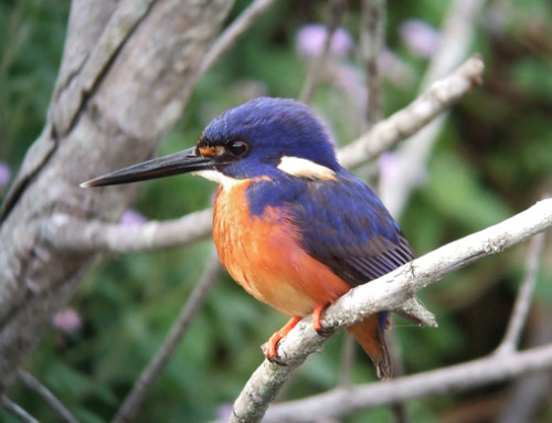 Bird Walks