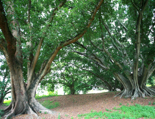 Tree trails