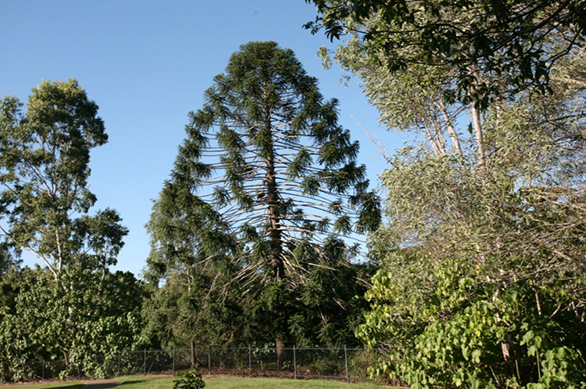 meet-our-bunya-pines