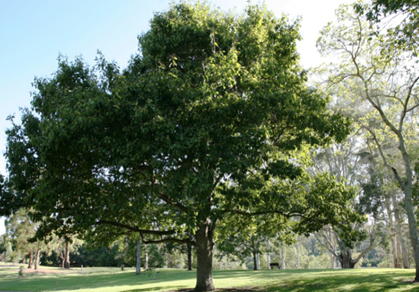 northern-white-beech-feature-image