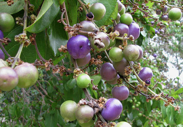 northern-white-beech-fruit