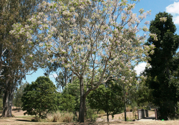 White-cedar