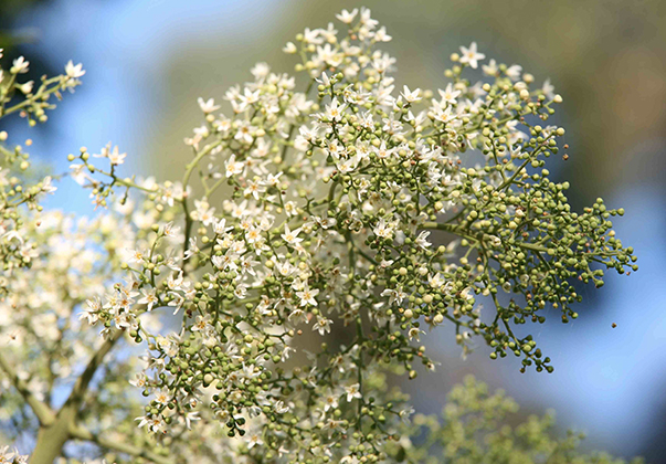 White-cedar-blossoms