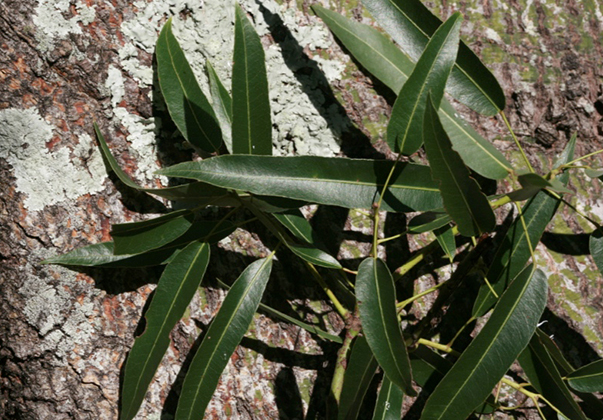 Narrow-leaf-bottle-tree-leaves