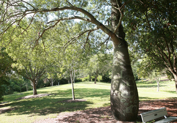 Narrow-leaf-bottle-tree