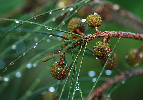 Swamp-oak-leaves-and-seeds