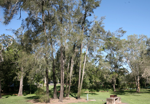 Swamp-oak-tree