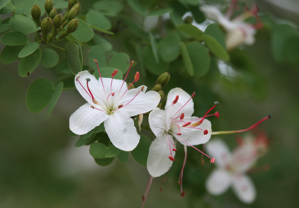 White-Bauhinia-feature-blossom-2