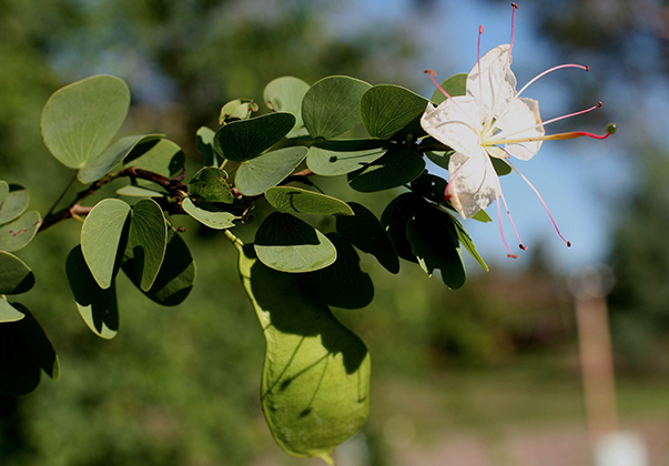 White-Bauhinia-feature-blossom