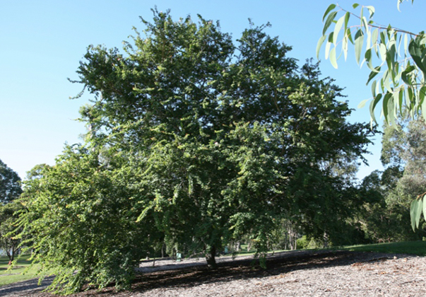 White-Bauhinia-feature