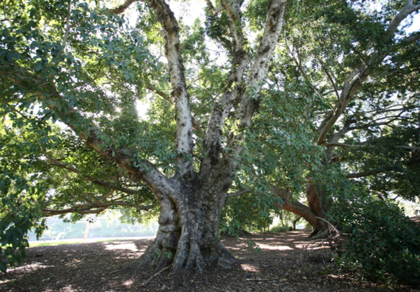 Cluster-fig-mature-tree