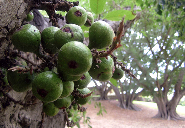 Cluster-fig-fruit