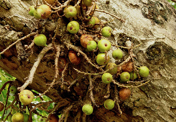 Cluster-fig-fruit-2