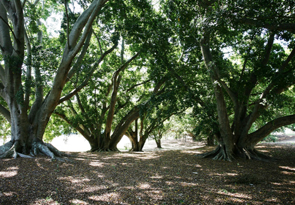 Small-Fruited-Fig-Tree-mature