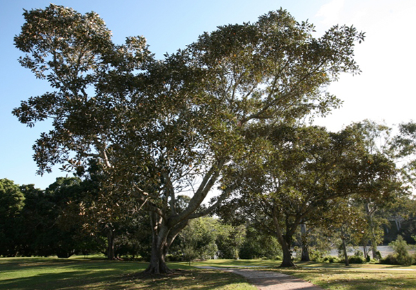 Moreton-Bay-Fig-mature