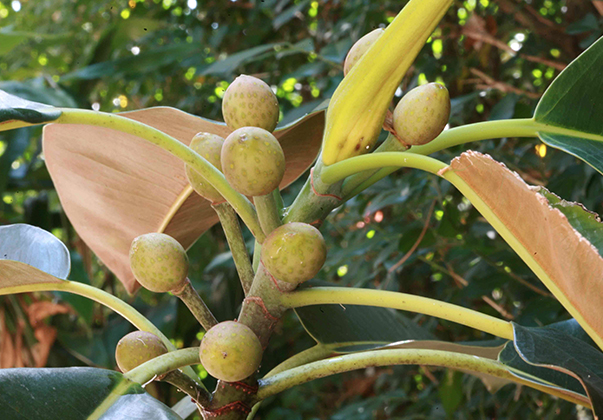 MOret-Bay-Fig-fruit