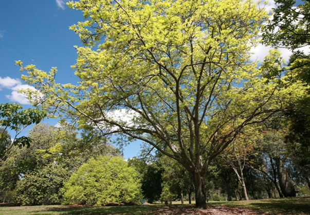 Burdekin-Plum-new-growth