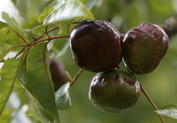 Burdekin-Plum-fruit