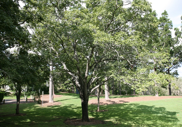 Burdekin-Plum-tree