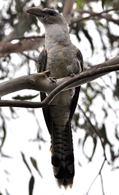 Channel-billed-cuckoo