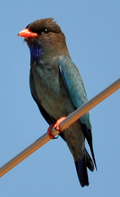 Dollarbird