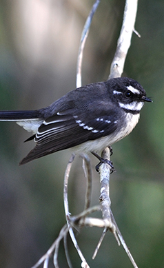 Grey-fantail