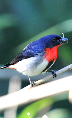 Mistletoebird