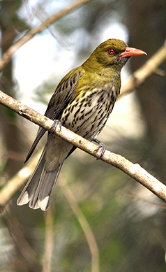 Olive-backed-oriole