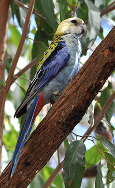 Pale-headed-rosella