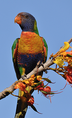 Rainbow-lorikeet